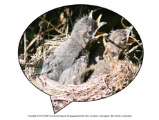 Faltform-Amsel 5.pdf